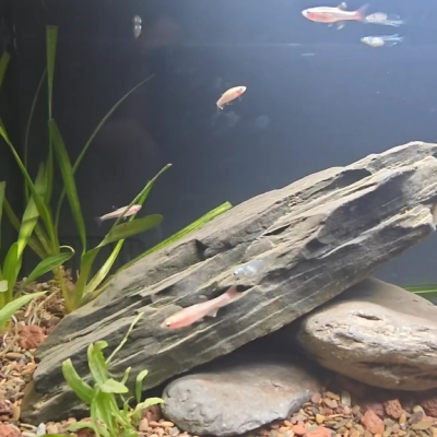 开缸步骤篇 观背青鳉缸开缸流程，从准备到放鱼全步骤