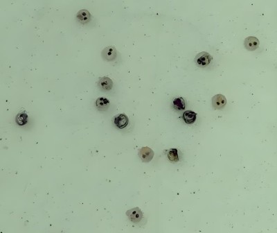 观背青鳉鱼的繁殖具有独特的魅力