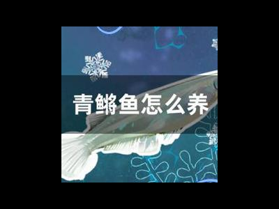 观背青鳉鱼换水方法：减少鱼群应激的技巧