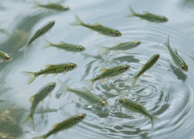 创意摄影技巧：俯拍青鳉动态瞬间捕捉