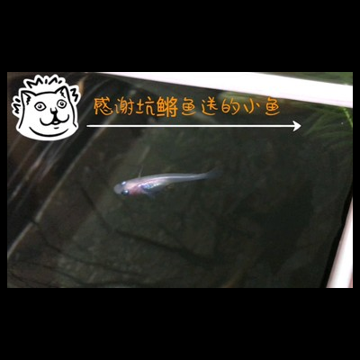 新手常见误区篇 养观背青鳉避开这些坑，新手必看