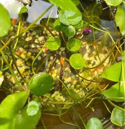 观背青鳉与睡莲搭配：夏日清凉水景组合