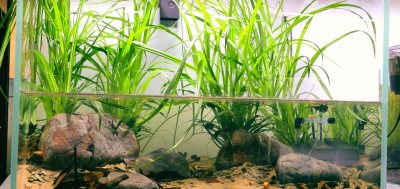 观背青鳉鱼缸大小规划技巧：根据鱼群生长调整空间