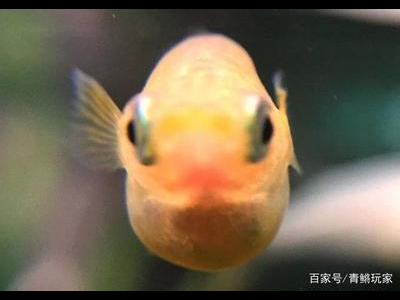 观背青鳉鱼品种鉴赏：常见品种特点介绍