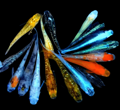 观背青鳉的饲养