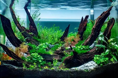自然之境：水族箱生态造景艺术