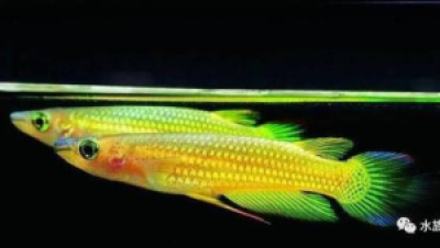观背青鳉光系品种图鉴：干支光表现与鉴别标准