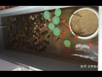 观背青鳉鱼缸过滤系统选择：适合小型鱼缸的过滤器