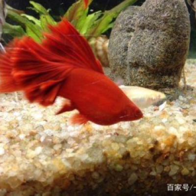 热带观赏鱼最佳水温