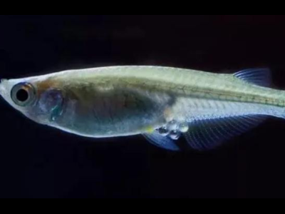 观背青鳉鱼换水技巧：减少水质波动的方法