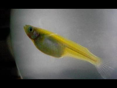 观背青鳉鱼饲料制作：DIY营养鱼食配方