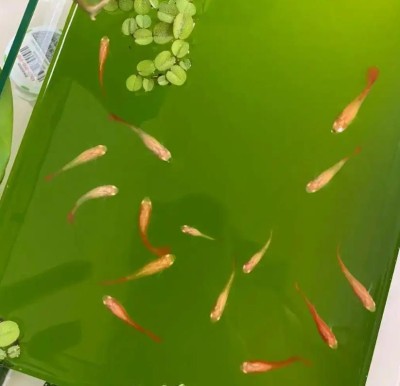 绿水养殖篇 绿水养观背青鳉的好处，如何培养绿水