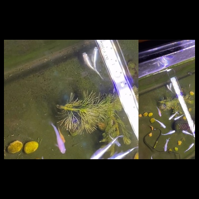 动态观赏篇 观察观背青鳉日常活动，感受生命的活力