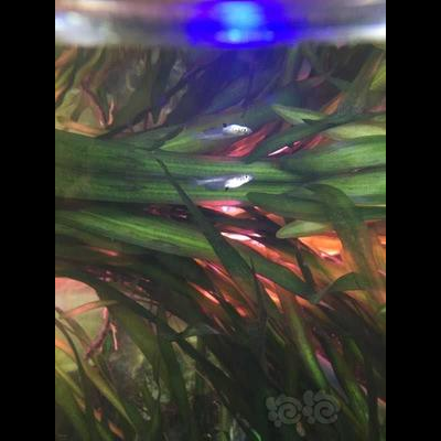 发色欣赏篇 如何让观背青鳉发色更好？光照饲料是关键