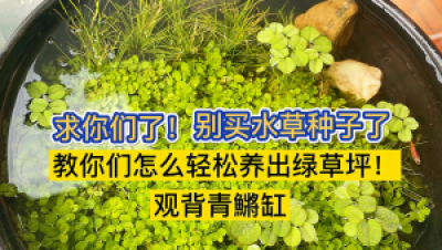 ‌单色系观背青鳉的裸缸饲养方案‌