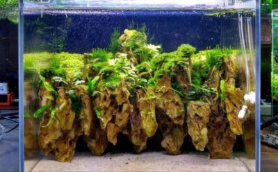 吸水石造景案例：附石植物与青鳉共生系统