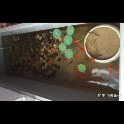 饲养设备篇 养观背青鳉需要哪些设备？过滤器是否必要