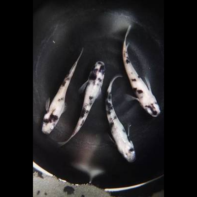 品种杂交篇 观背青鳉品种杂交尝试，创造新表现