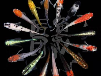 观背青鳉鱼温度控制设备选择：加热棒与冷却器