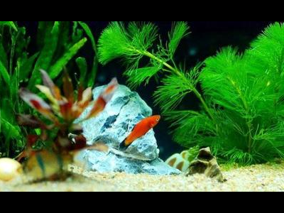 观背青鳉鱼光照需求：如何合理布置灯光