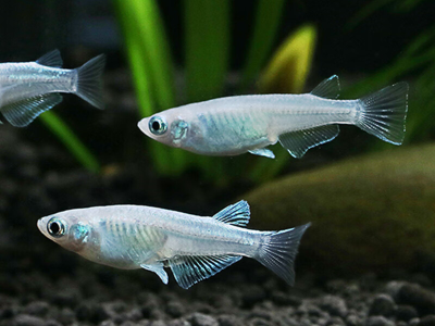 观背青鳉鱼喂食方式管理：适合鱼群的喂食技巧