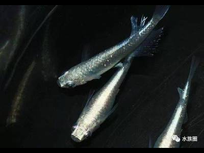 观背青鳉鱼品种杂交技巧：培育新品种的尝试