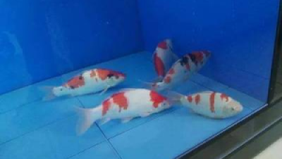 ‌新鱼入缸应激反应的缓解方法‌