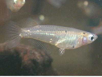 观背青鳉鱼行为观察：解读鱼群互动信号