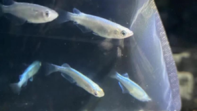 观背青鳉品种价格排行：稀缺个体收藏价值