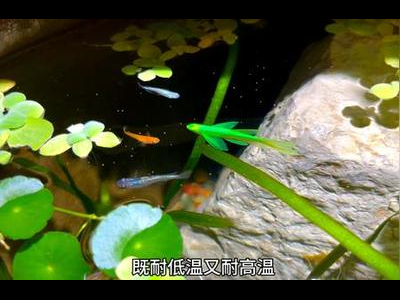 新手必看：观背青鳉鱼的水质调控技巧