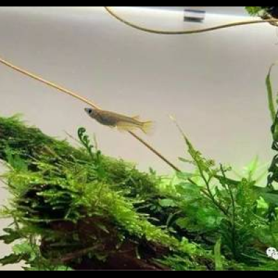 观背青鳉怎么提纯和培育新品种