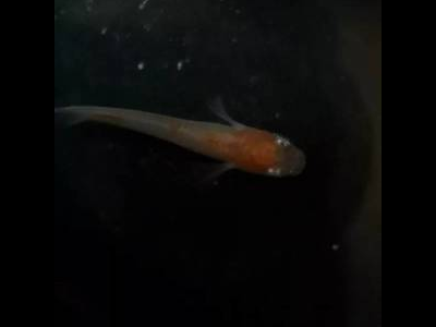 观背青鳉鱼品种识别：不同品种的特征差异