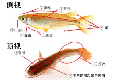 ‌单色系青鳉的体型标准与品相评判