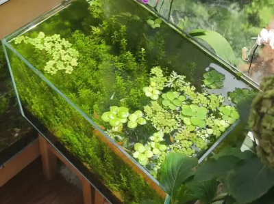 长期维护：观背青鳉缸的可持续造景