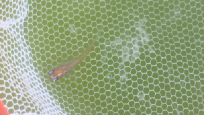 单色系青鳉常见肠炎的预防与治疗‌