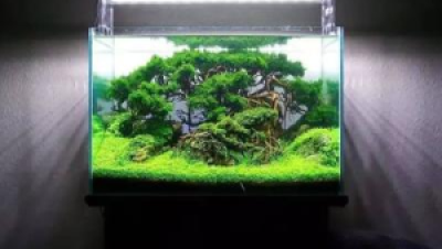 ‌迷你水景缸中的单色系青鳉造景思路