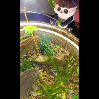 群游效果篇 观背青鳉群游魅力，打造壮观群游景象