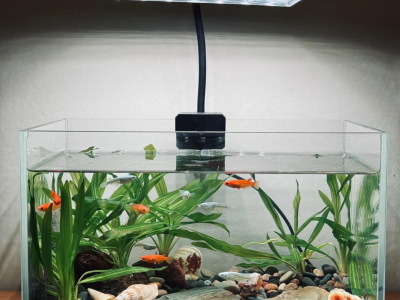 观背青鳉鱼缸装饰风格：打造个性化水族箱