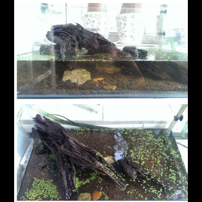 装饰物布置篇 水族箱内装饰物摆放，美观与实用兼顾