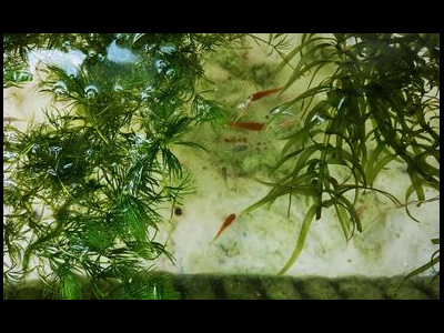 观背青鳉鱼温度控制技巧：保持水温稳定的方法