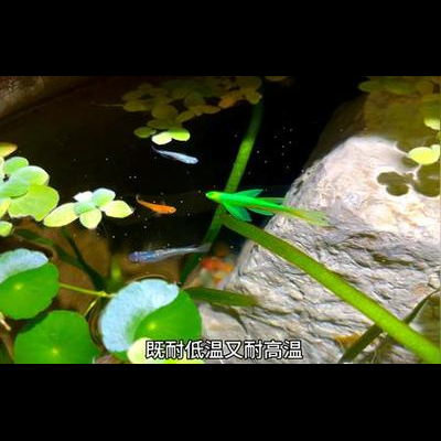 长期饲养篇 延长观背青鳉寿命，饲养得当可达5年以上