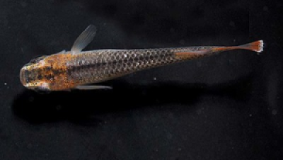 观背青鳉特殊体型品种：球体与无背鳍个体饲养要点