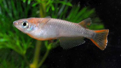 杨贵妃vs大蛇：单色系青鳉的养殖差异