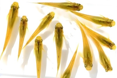 ‌《观背青鳉：单色品种》