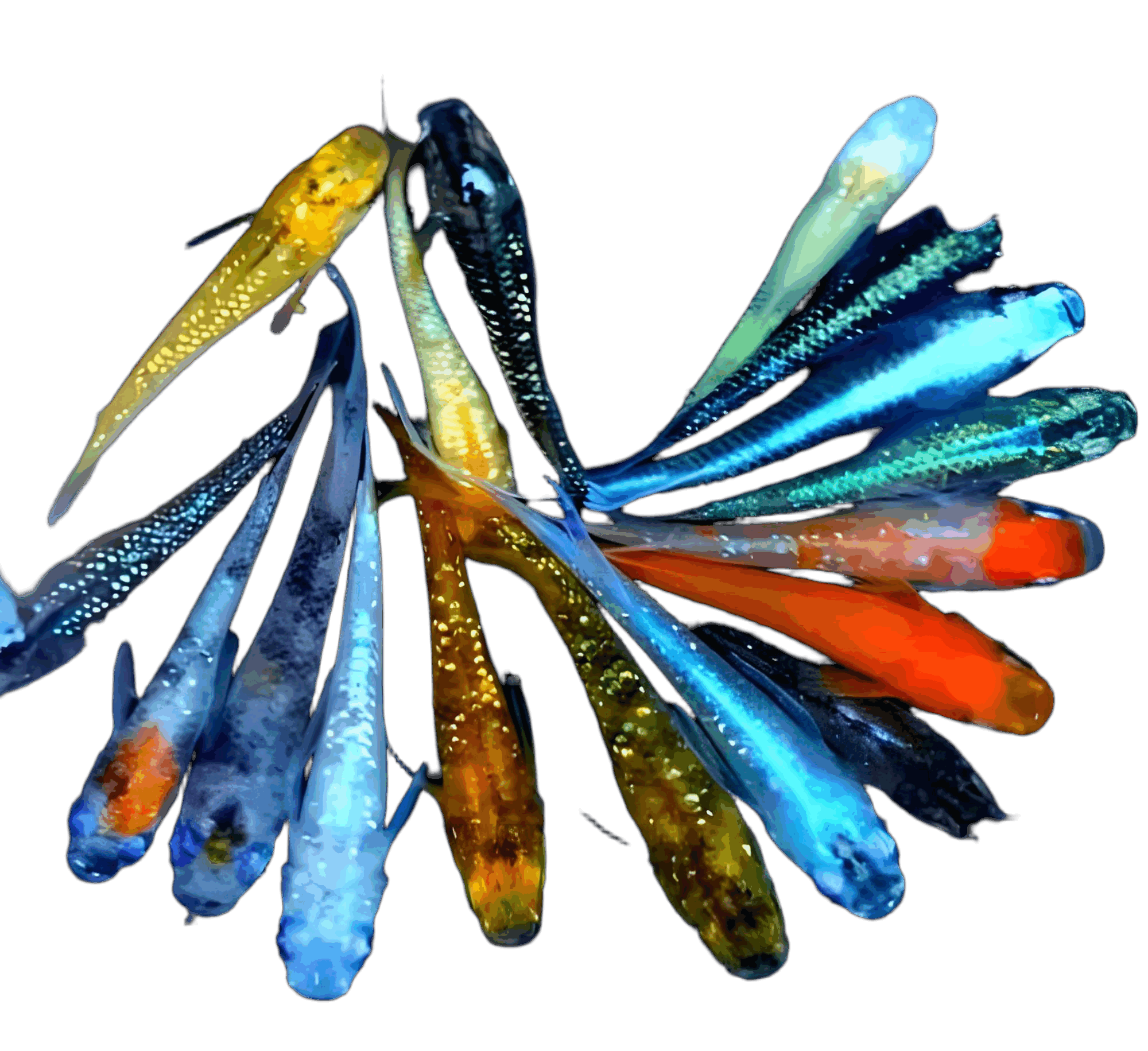 2bd2b9a9-7670-4624-ad2e-238b7c0e4f07(2).png 2bd2b9a9-7670-4624-ad2e-238b7c0e4f07(2).png