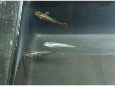 观背青鳉鱼换水频率：保持水质稳定的关键