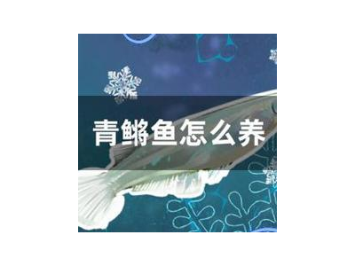 观背青鳉鱼换水方法：减少鱼群应激的技巧