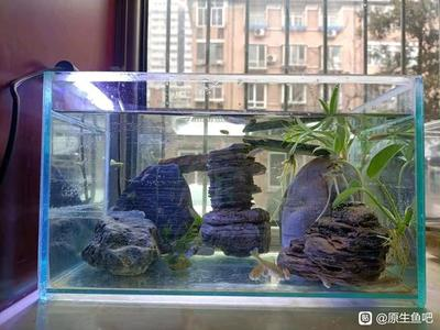 观背青鳉鱼缸大小选择：适合鱼群生长的空间