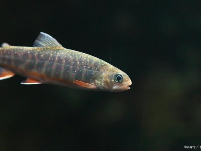 观背青鳉鱼繁殖季节准备技巧:繁殖前的准备工作