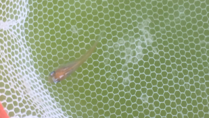 单色系青鳉常见肠炎的预防与治疗